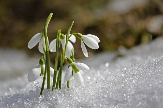 Y Lili Wen Fach - The Snowdrop - Welsh Rhyme / Song