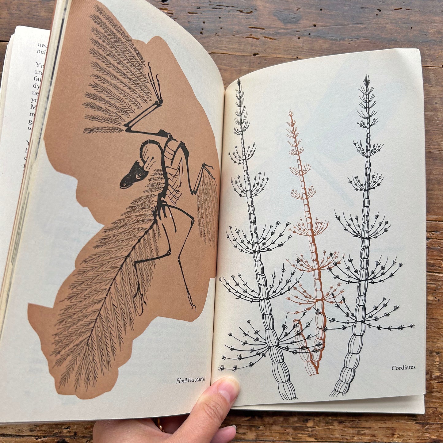 Amser Maith un Ôl - Vintage Welsh Science Book (Preloved)