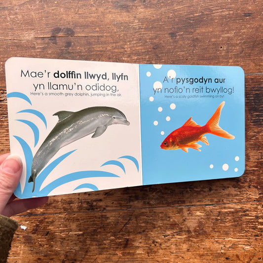 Anifeiliaid / Animals - Llyfrau Mynd am Dro (Preloved)