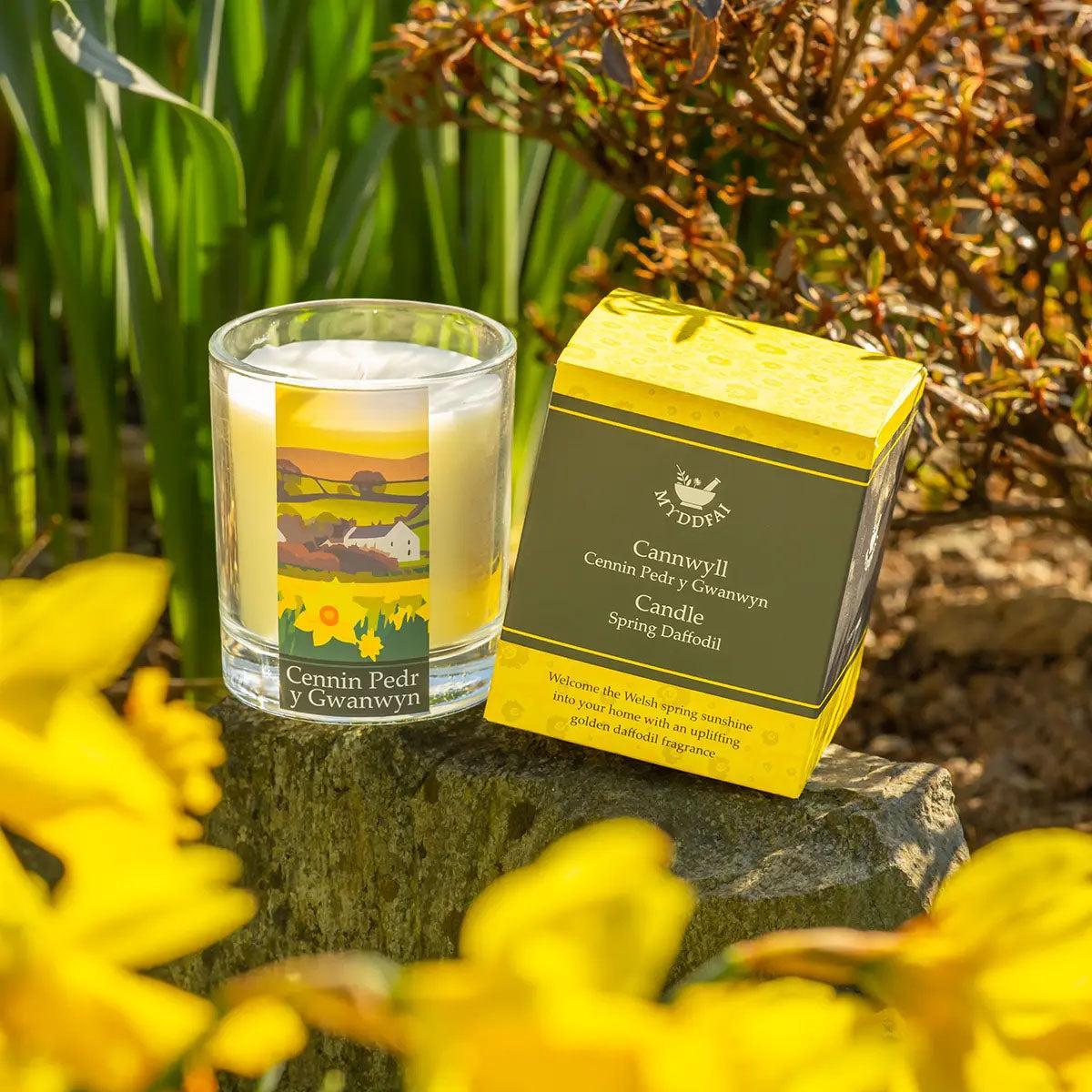 Candle - Myddfai - Spring Daffodil / Cennin Pedr y Gwanwyn