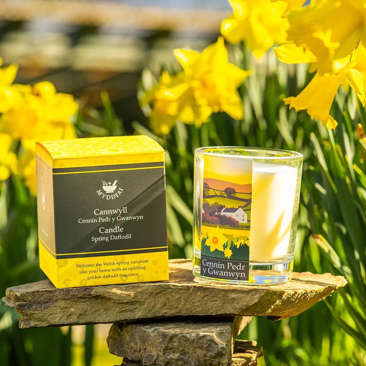 Cannwyll - Myddfai - Spring Daffodil / Cennin Pedr y Gwanwyn