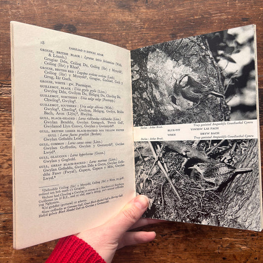 Casgliad o Enwau Adar - Bird Names - 1962 (Preloved)