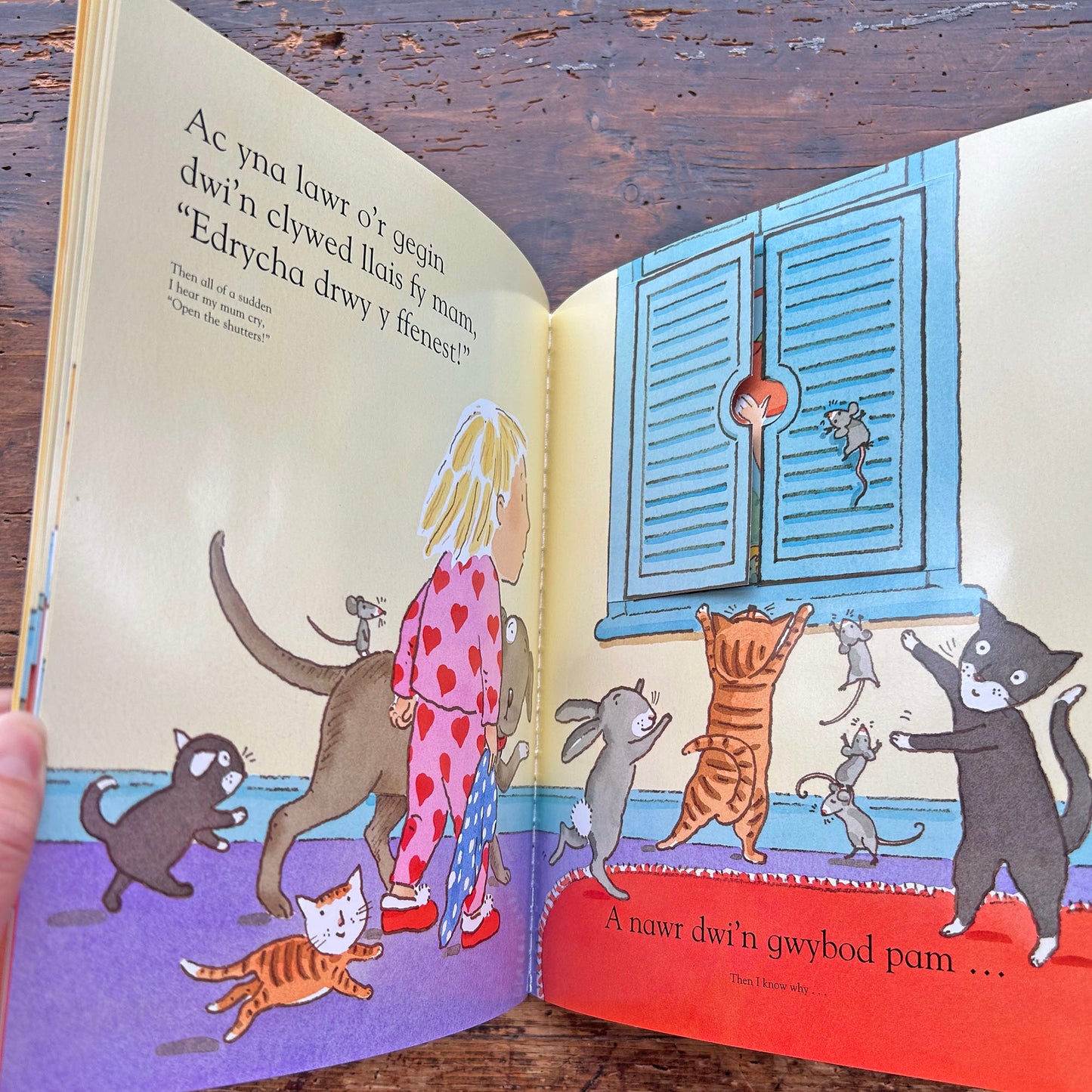 Dim Gwely heb Tedi / No Bed without Ted - Lift the Flap (Preloved)