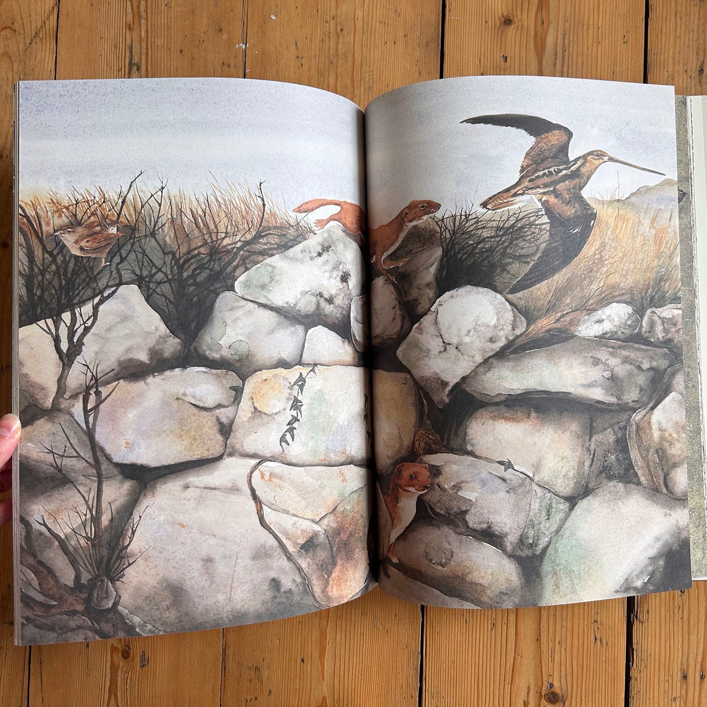 Geiriau Diflanedig - Robert Macfarlane & Jackie Morris (Preloved)