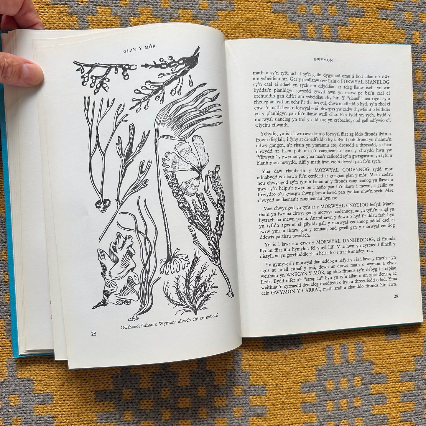 Glan y Mor - The Seaside Nature Book - 1972 (Preloved)