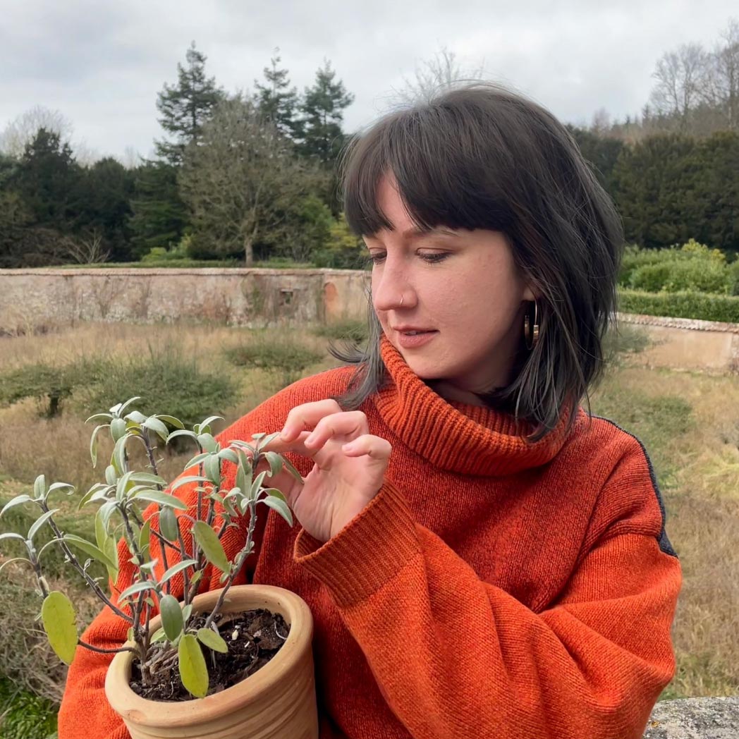 Seed Kit - Welsh Herbs - with Rosemary, Pot Marigold and Thyme