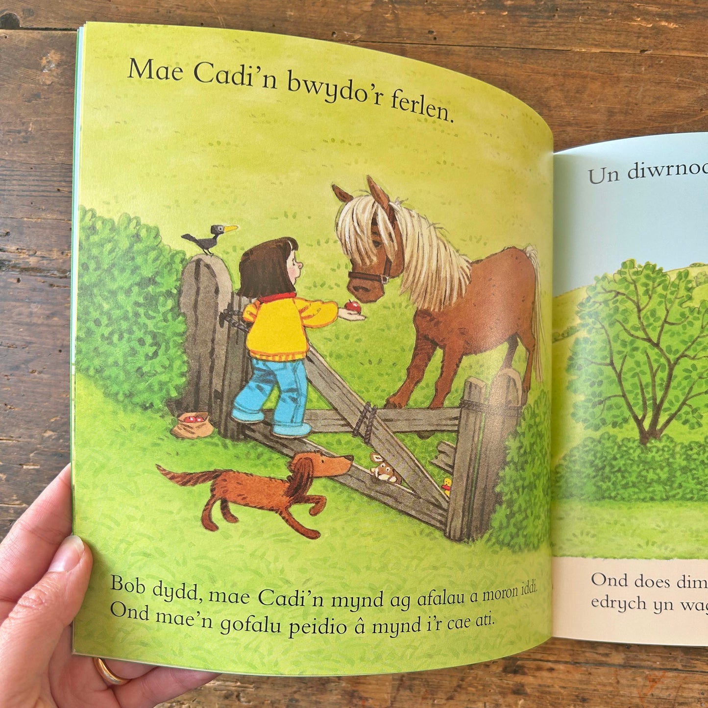 Y Ferlen Fach / The New Pony (Preloved)