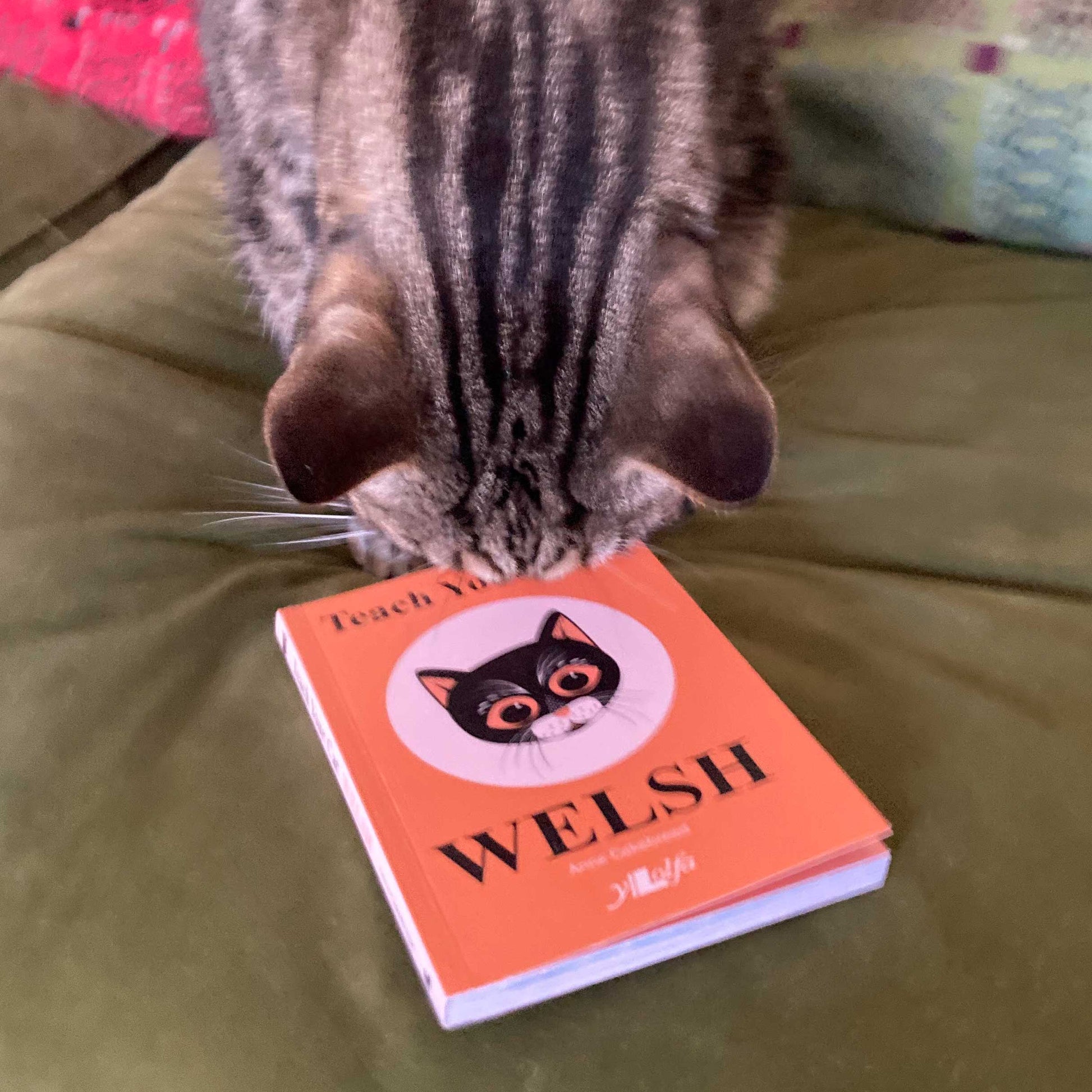 Teach Your Cat Welsh - Anne Cakebread