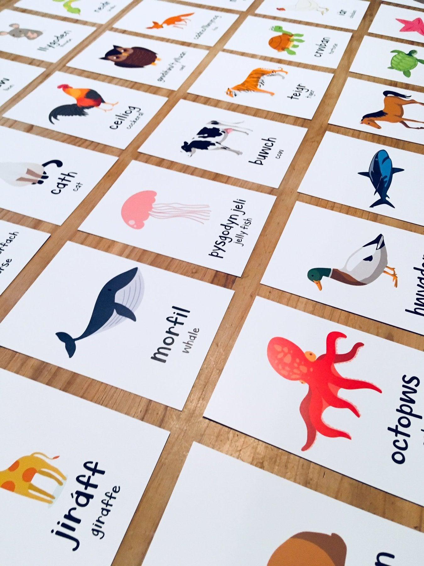 Welsh Flash Cards - Animals