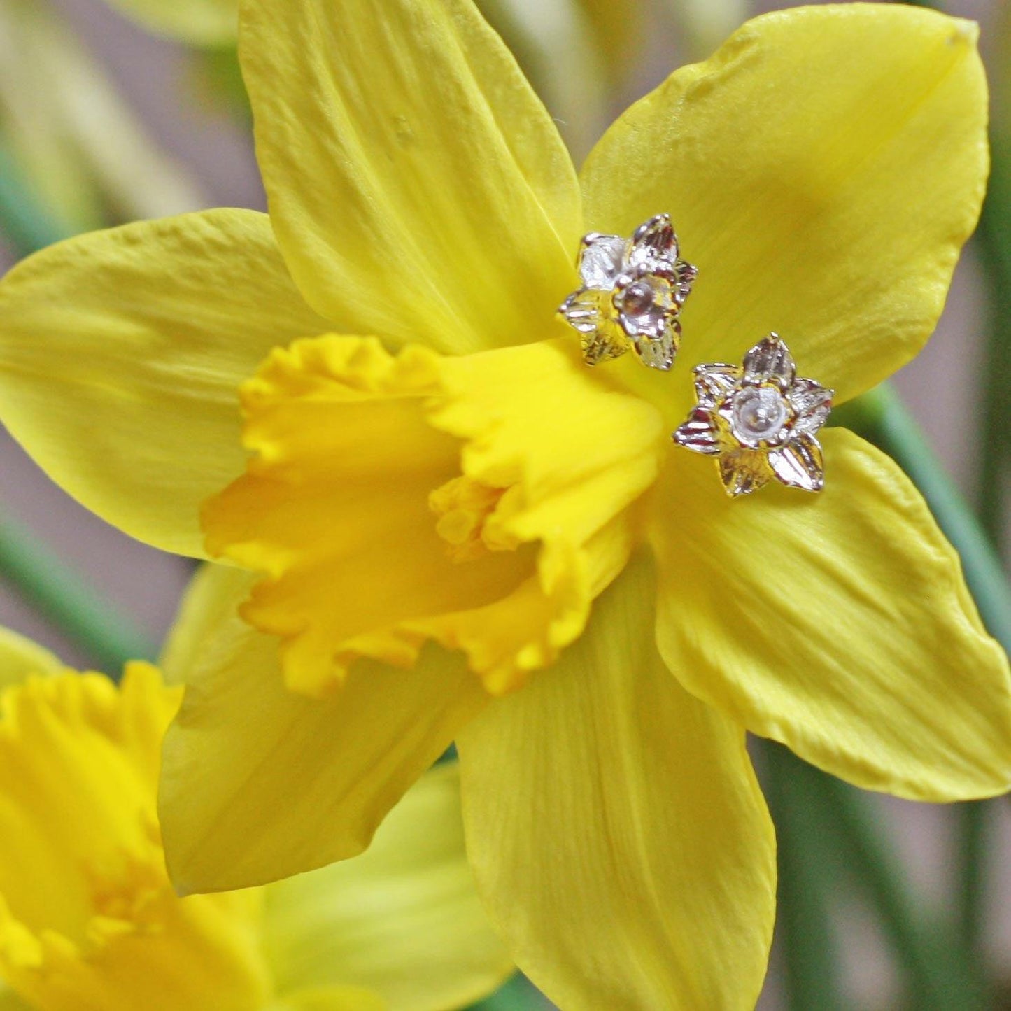 Earrings - Welsh Daffodils - Sterling Silver