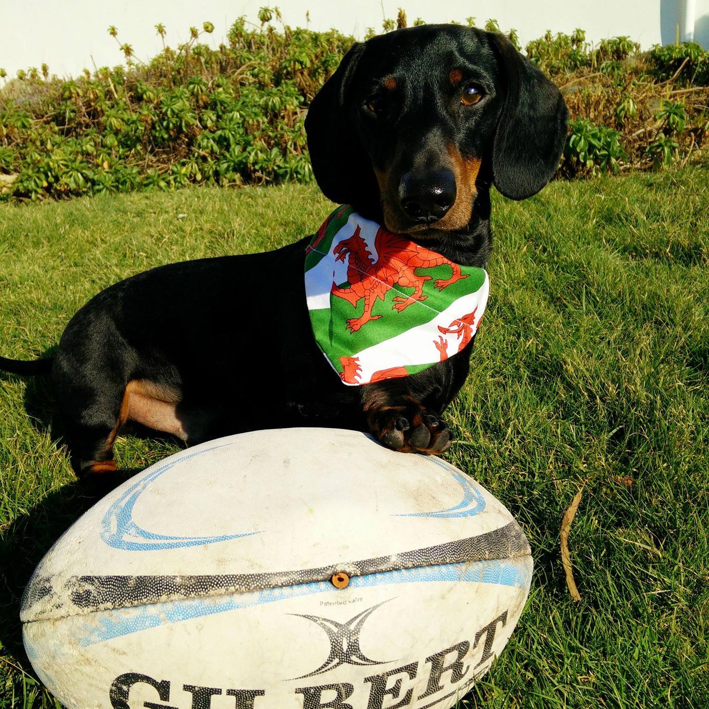 Pet Bandana - Welsh Dragon Flag - Dog