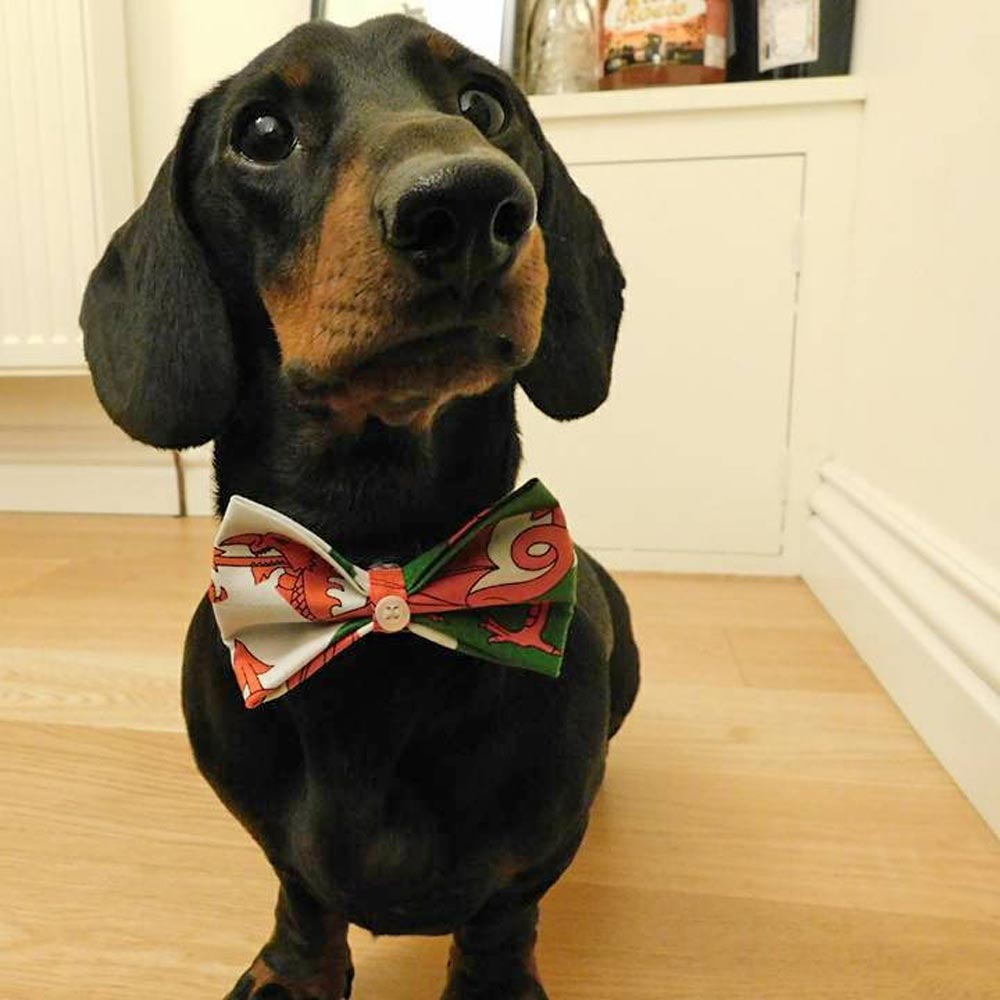 Pet Bow Tie - Welsh Dragon Flag - Dog