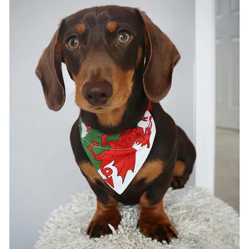 Pet Bandana - Welsh Dragon Flag - Dog