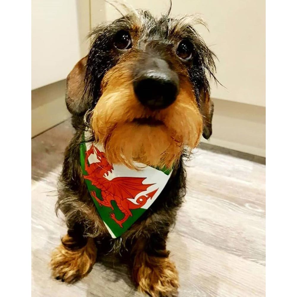 Pet Bandana - Welsh Dragon Flag - Dog