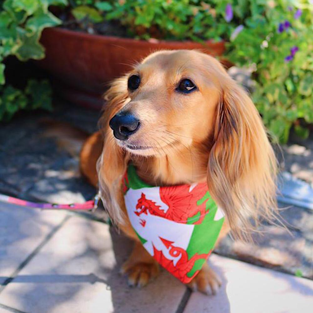 Pet Bandana - Welsh Dragon Flag - Dog