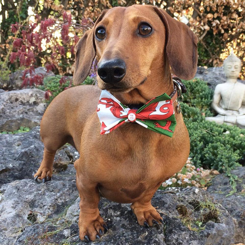 Pet Bow Tie - Welsh Dragon Flag - Dog