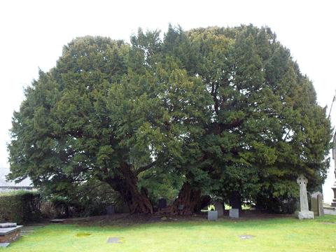 Llangernyw Yew - The Oldest Tree in Wales & The Angelystor Spirit