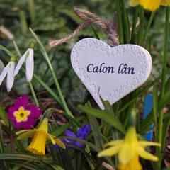 Calon Lan - Pure Heart - Our Favourite Welsh Hymn