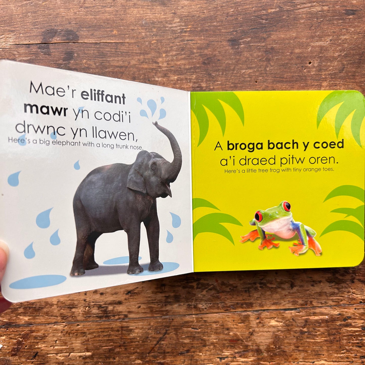 Anifeiliaid / Animals - Llyfrau Mynd am Dro (Preloved)