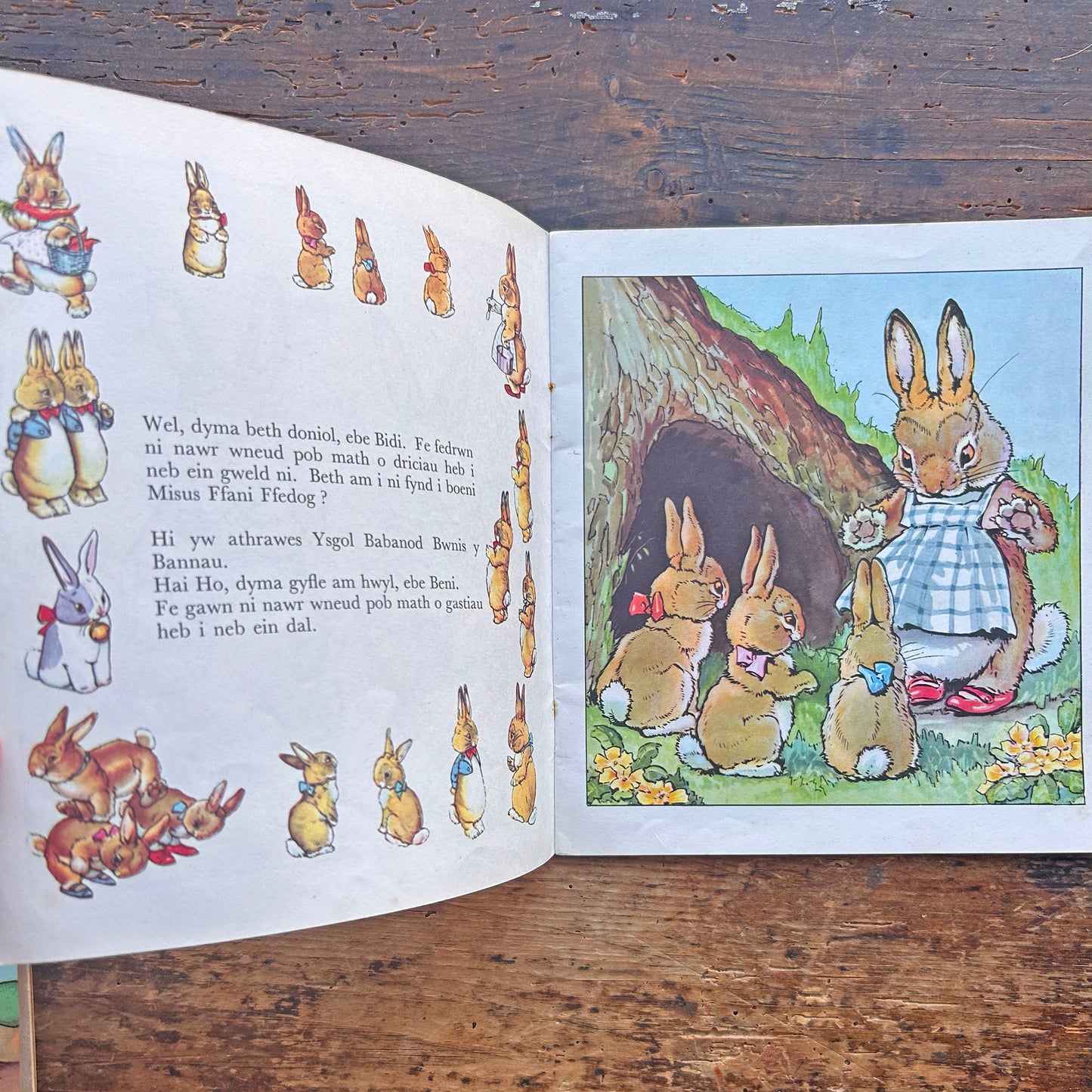 Bidi Bwndel a Beni Gamp - Cyfres y Frân Wen - 17 (Preloved)