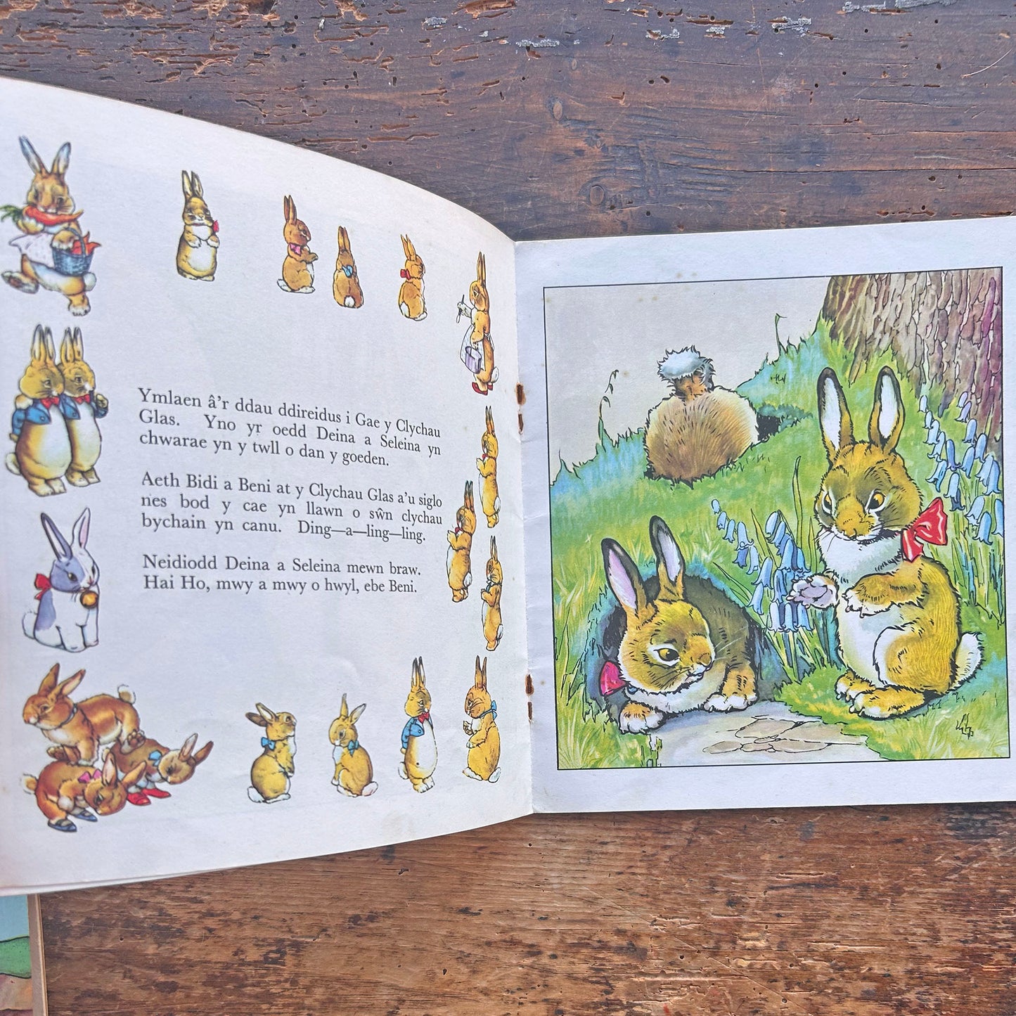 Bidi Bwndel a Beni Gamp - Cyfres y Frân Wen - 17 (Preloved)