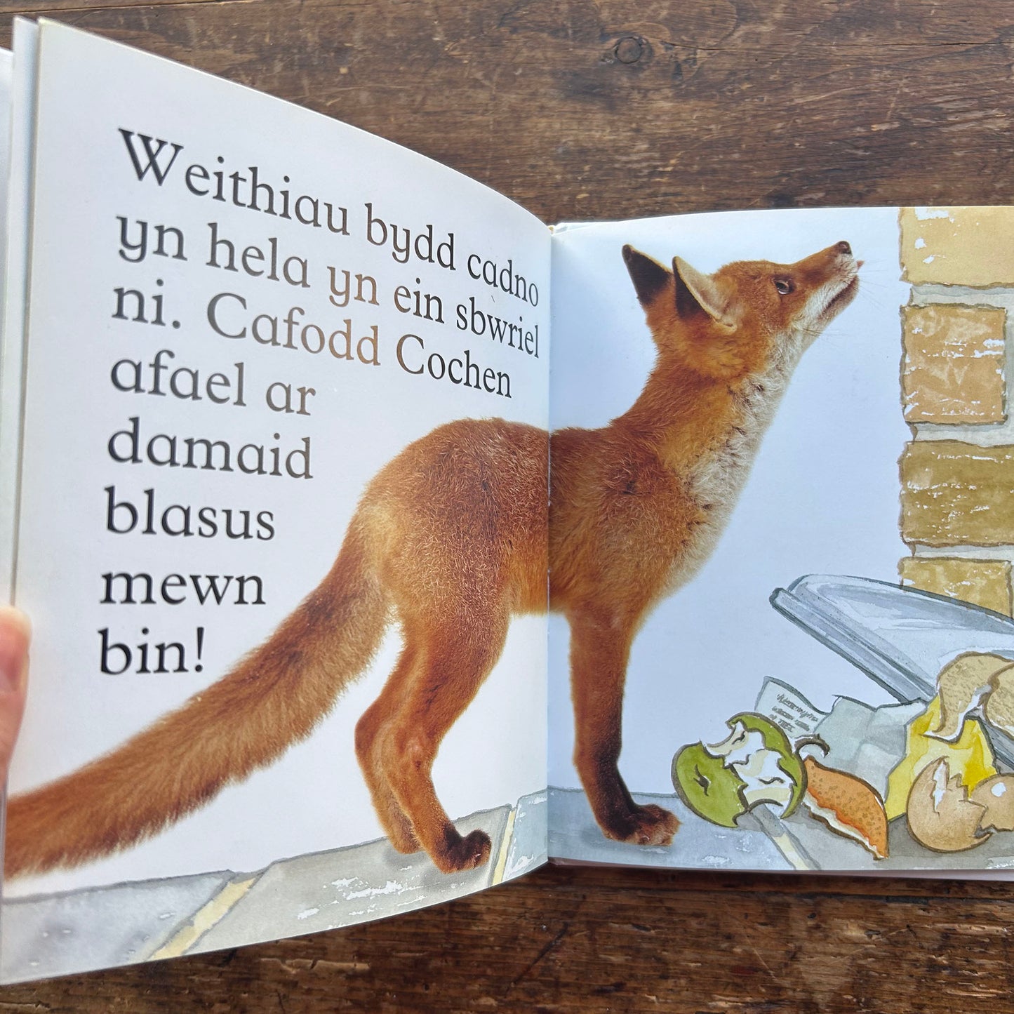 Cadno - Anifeiliad Bach Gwylltt (Preloved)
