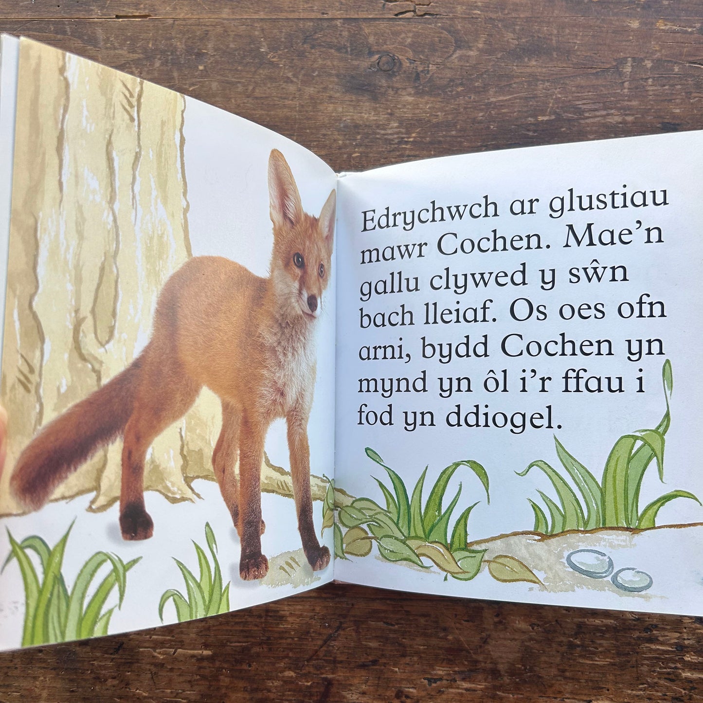 Cadno - Anifeiliad Bach Gwylltt (Preloved)
