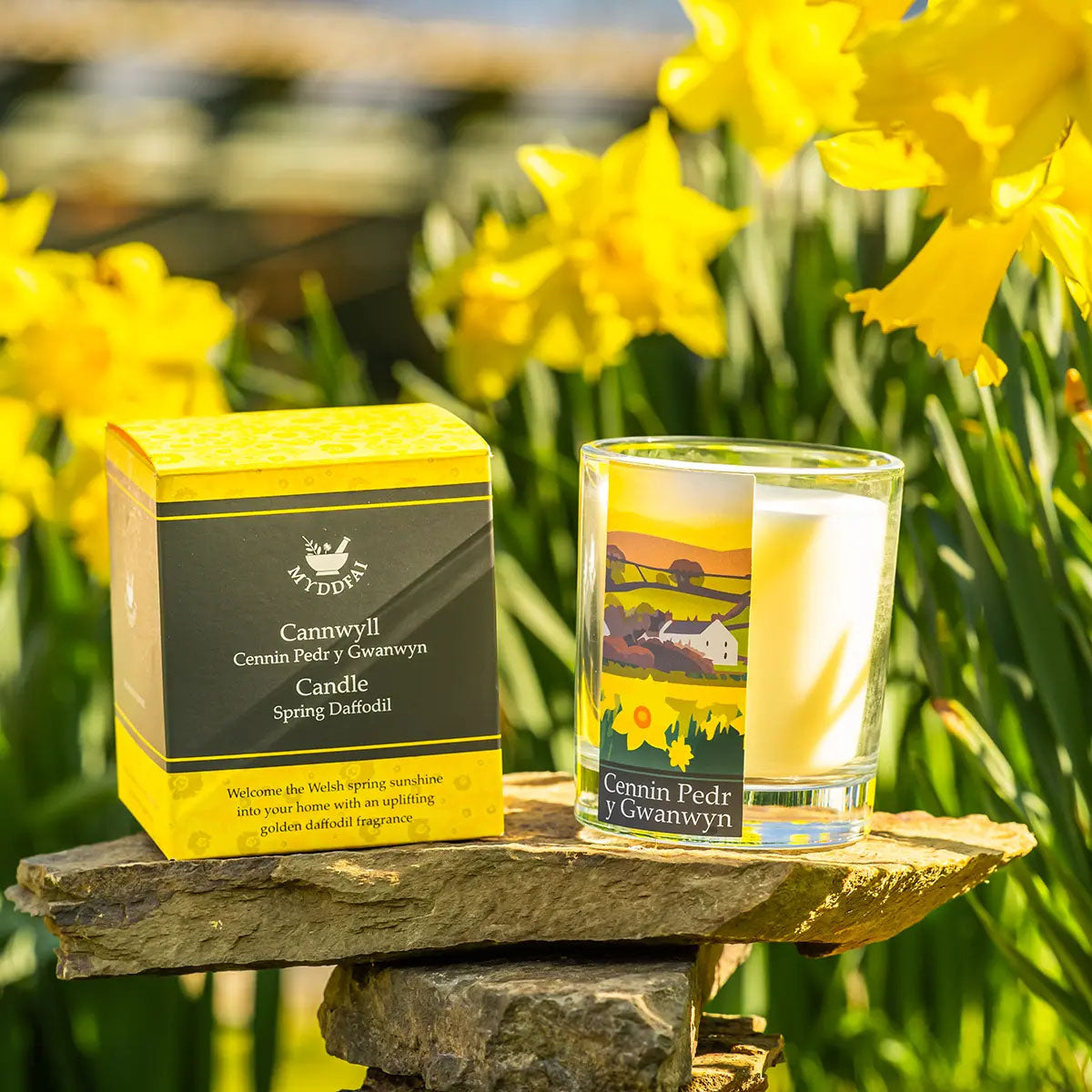 Cannwyll - Myddfai - Spring Daffodil / Cennin Pedr y Gwanwyn