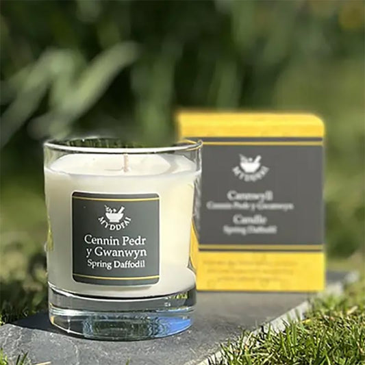 Candle - Myddfai - Spring Daffodil / Cennin Pedr y Gwanwyn