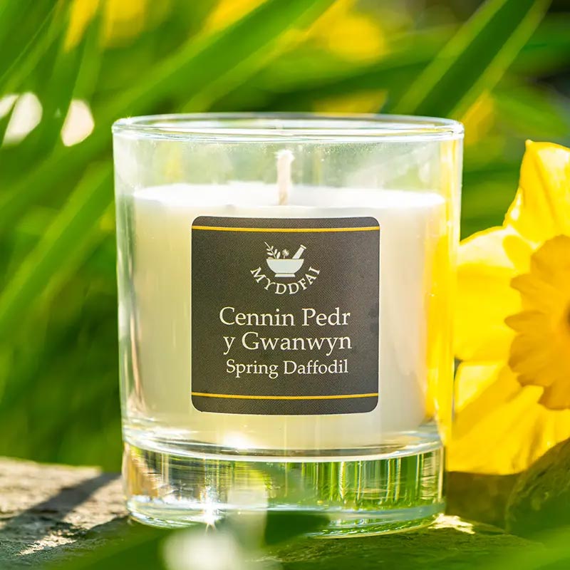 Candle - Myddfai - Spring Daffodil / Cennin Pedr y Gwanwyn