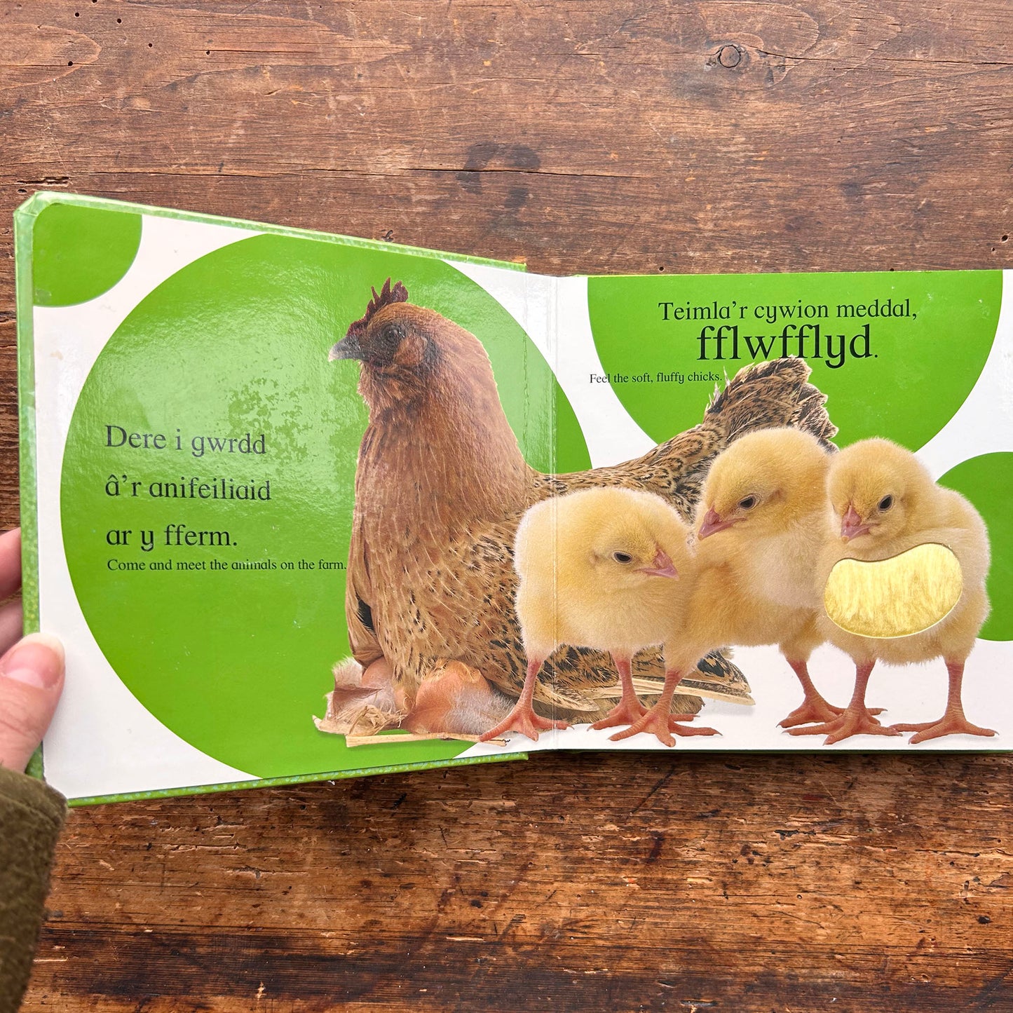 Cyffwrdd a Theimlo - Fferm / Touch and Feel: Farm (Preloved)