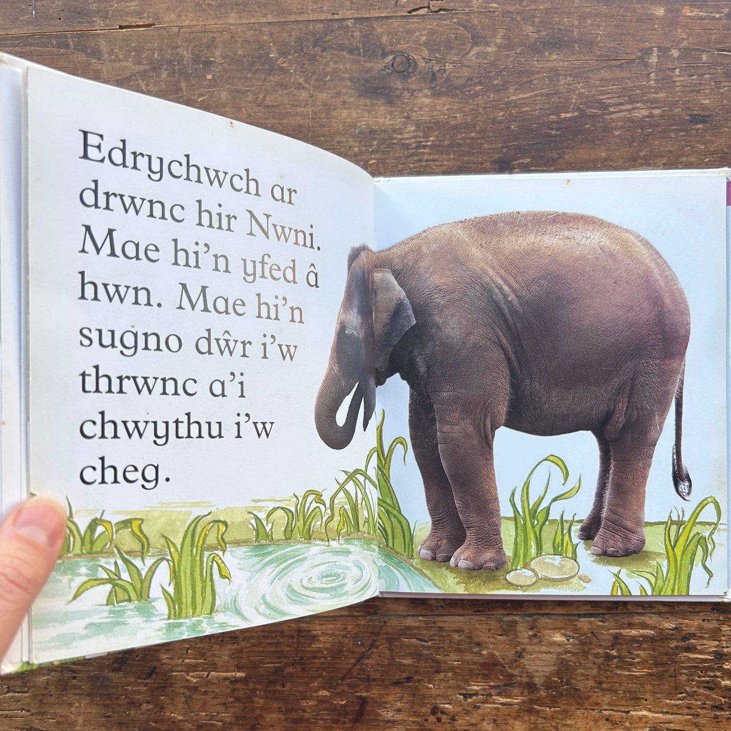 Eliffant - Anifeiliad Bach Gwylltt (Preloved)