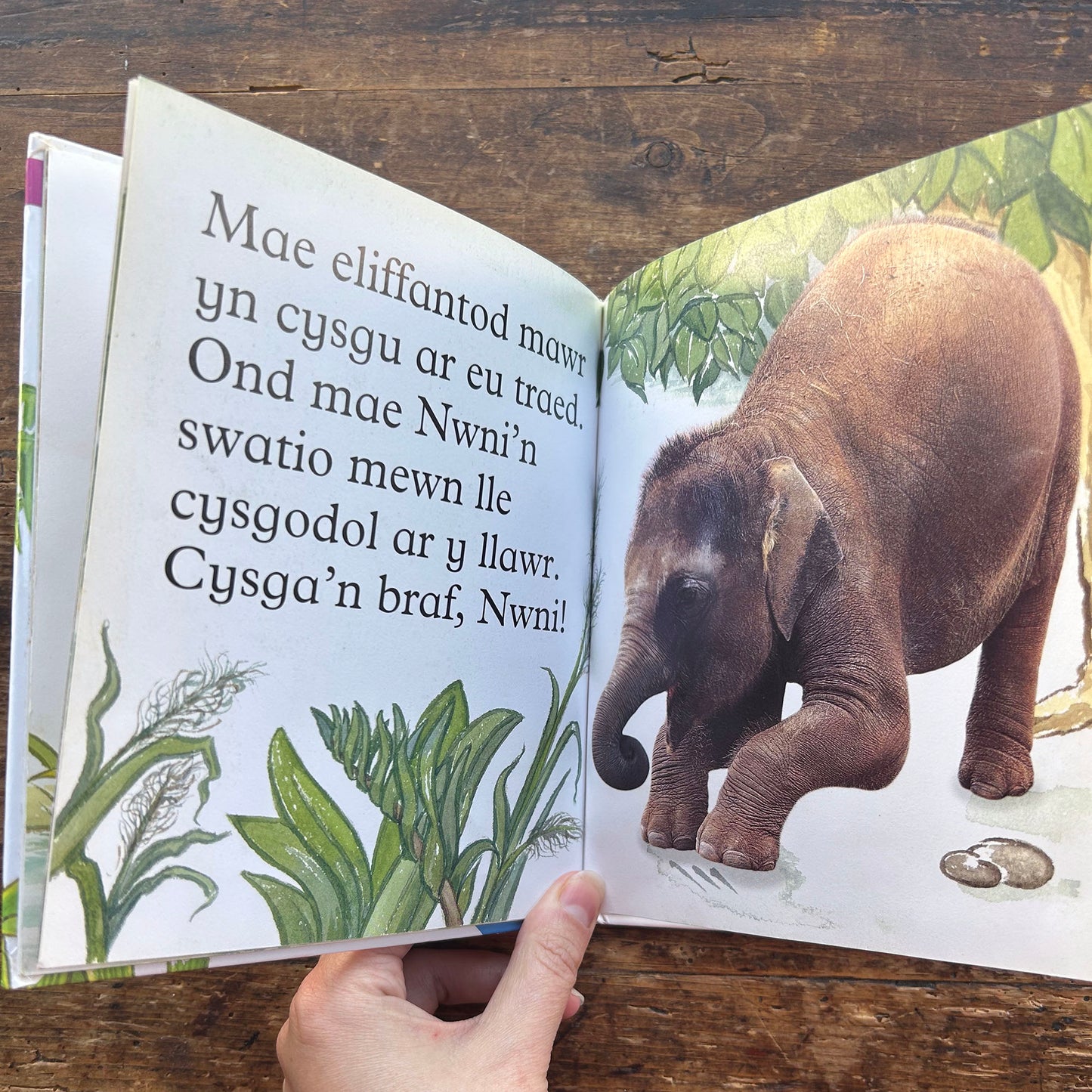 Eliffant - Anifeiliad Bach Gwylltt (Preloved)