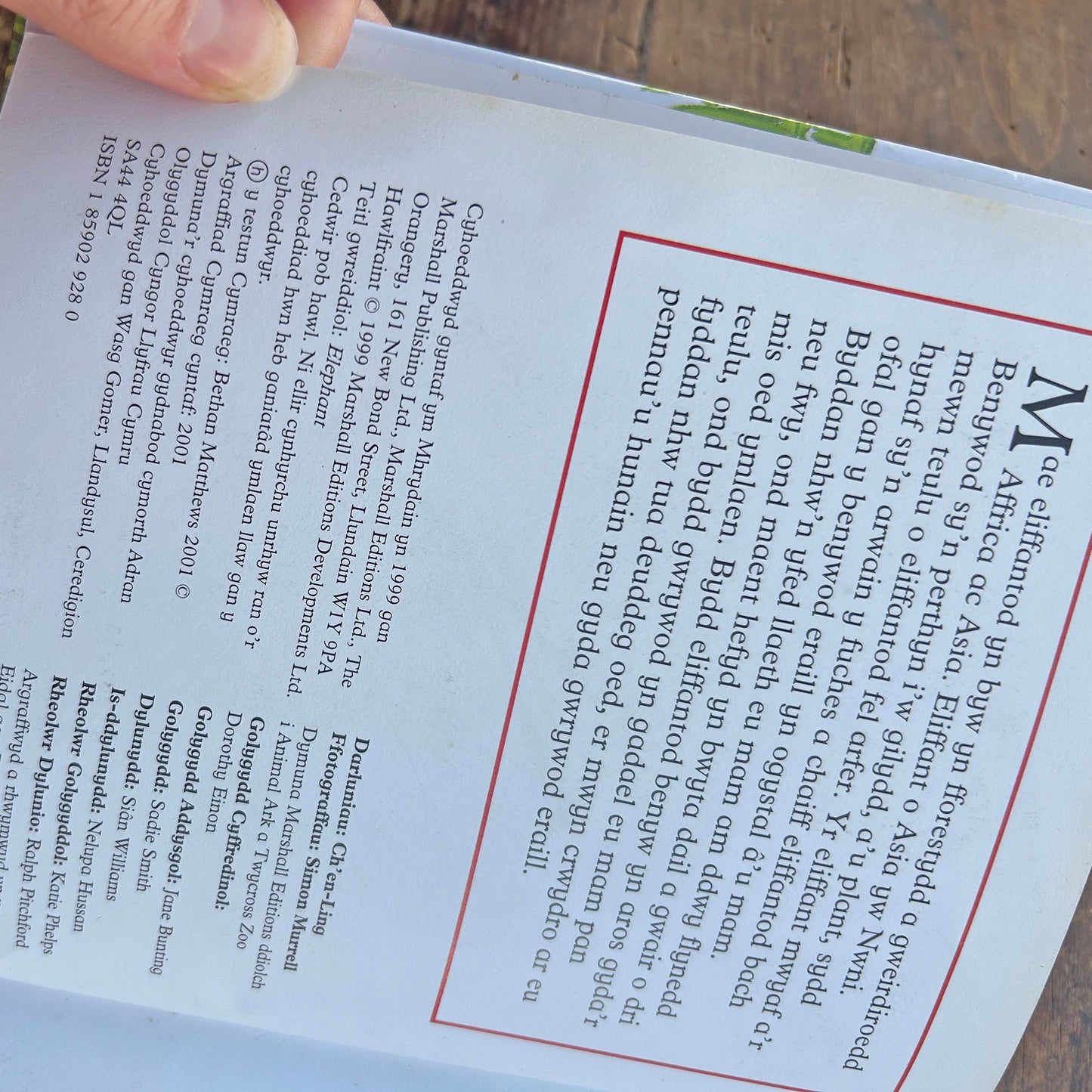 Eliffant - Anifeiliad Bach Gwylltt (Preloved)