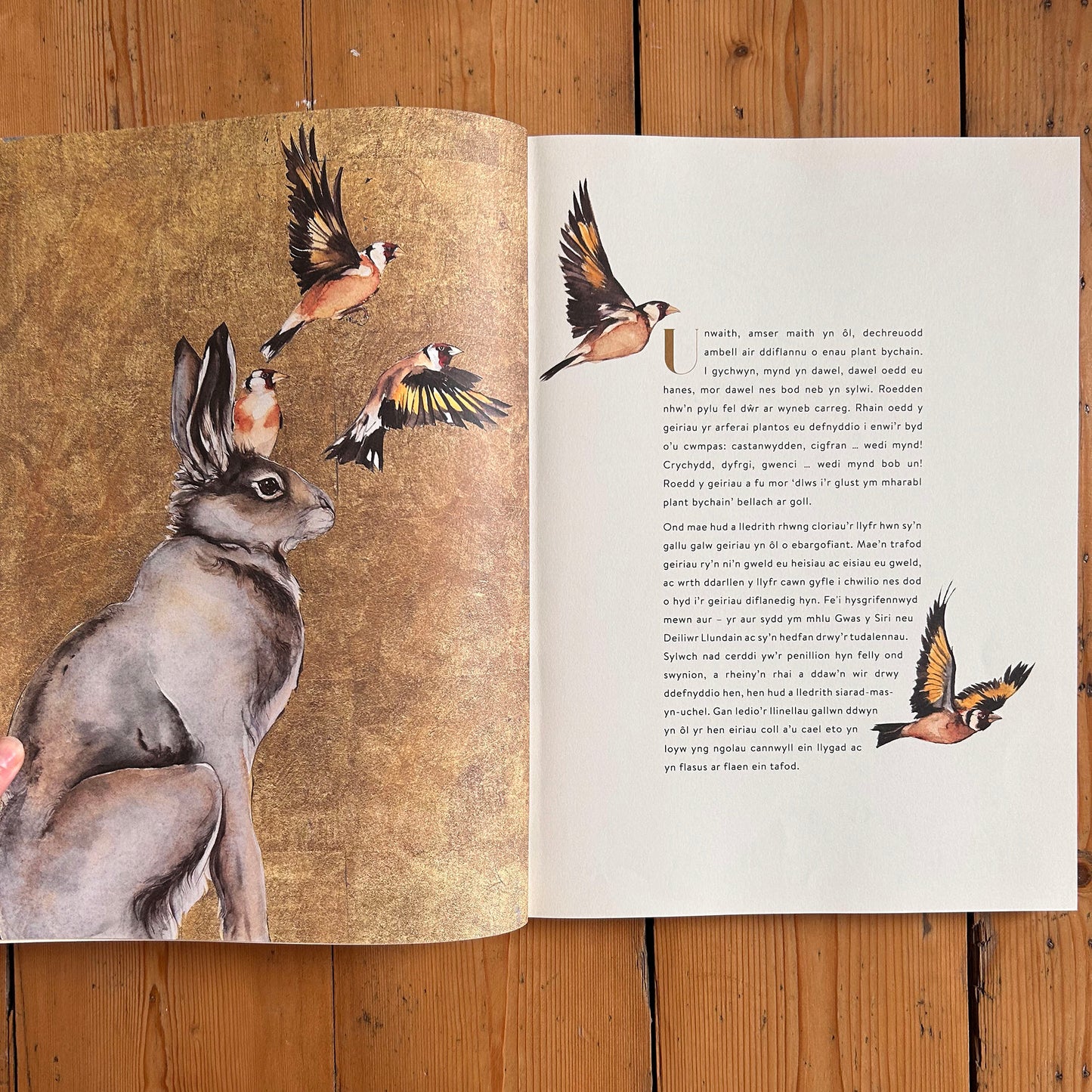 Geiriau Diflanedig - Robert Macfarlane & Jackie Morris (Preloved)