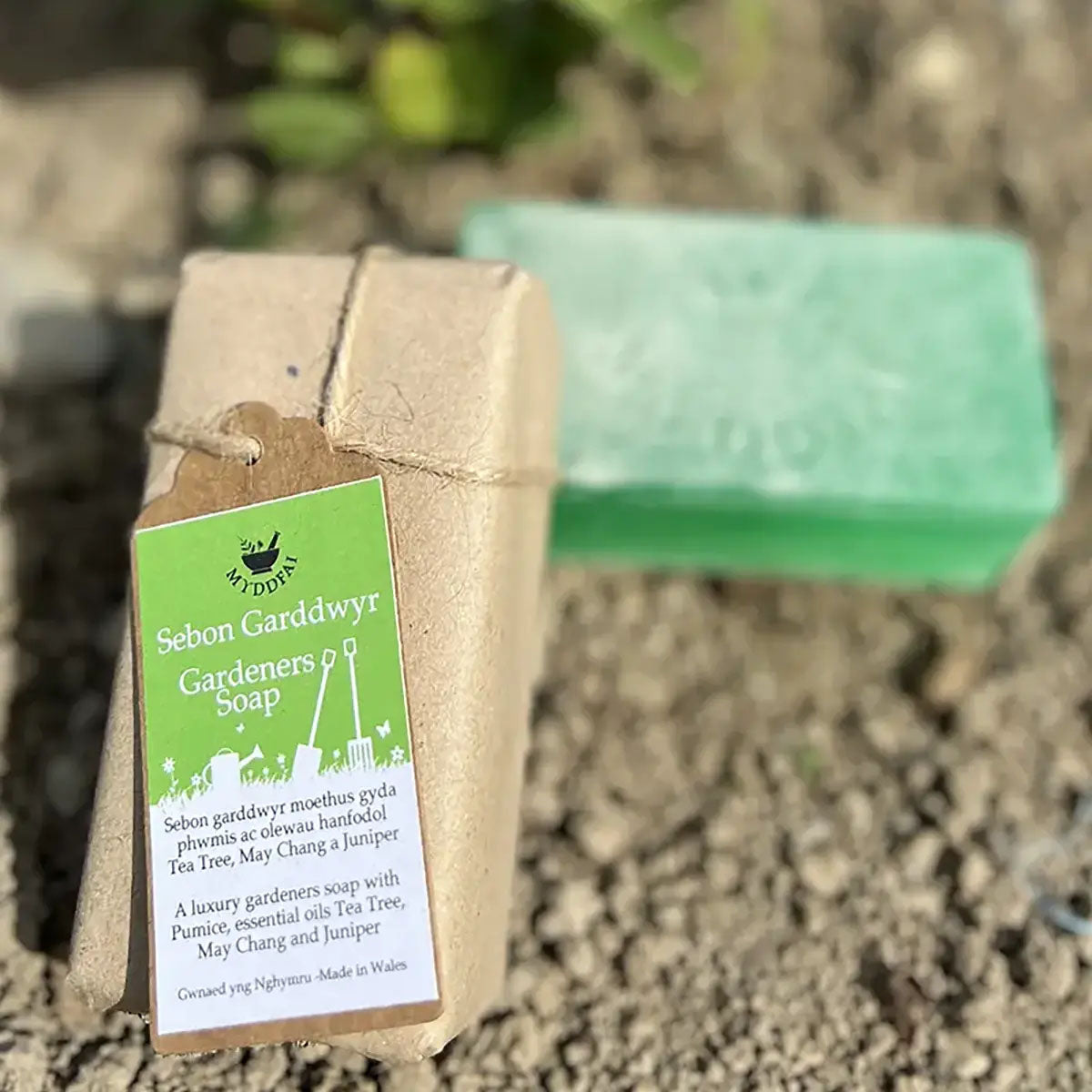 Cannwyll - Myddfai - Spring Daffodil / Cennin Pedr y Gwanwyn