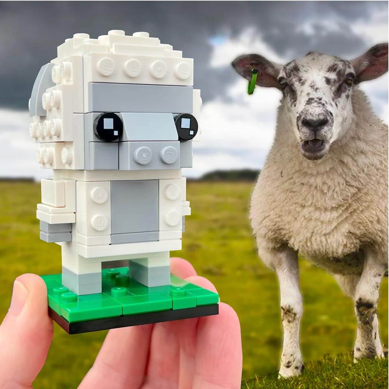 Brick Set - Cyrmu Bricks - Build Your Own: Welsh Sheep