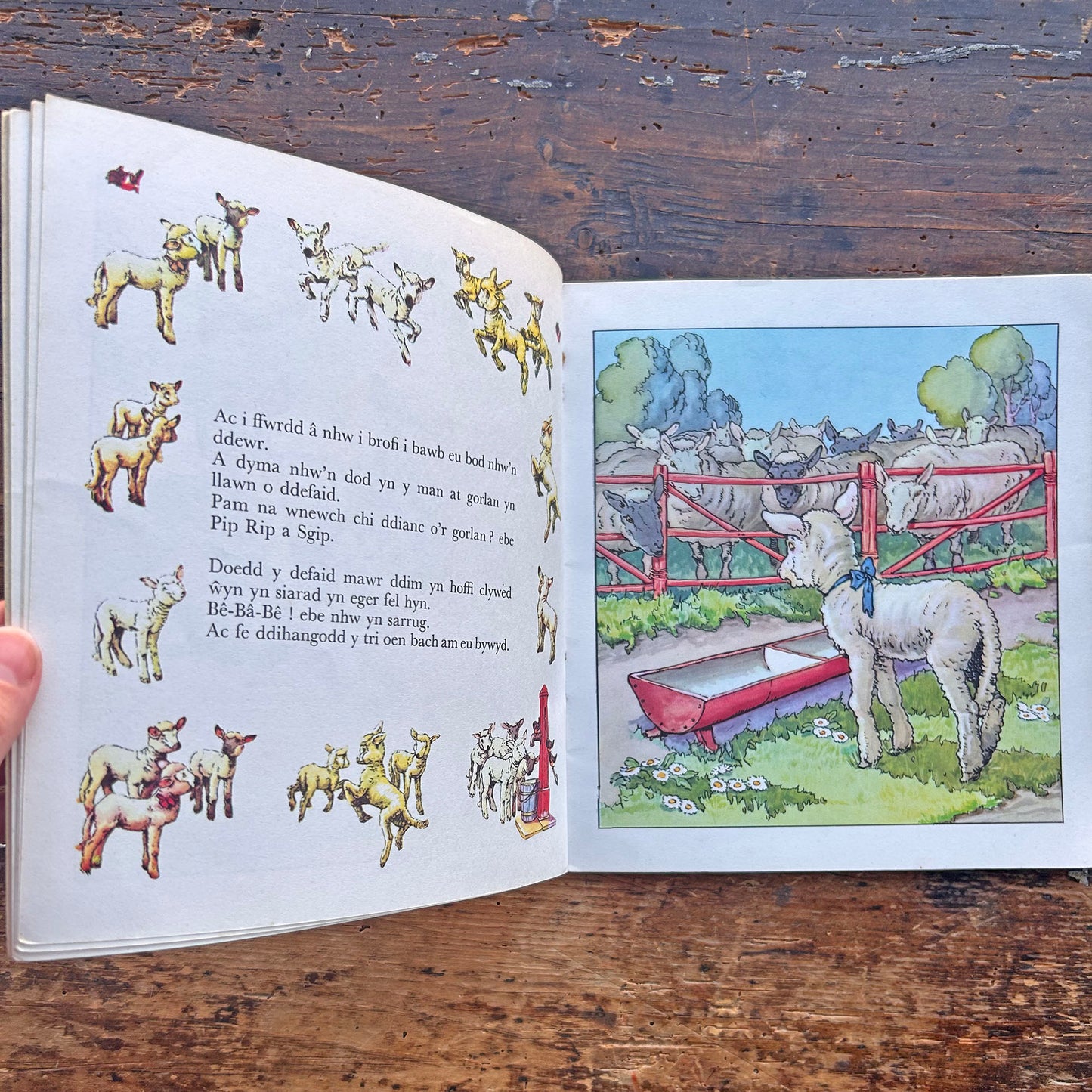 Pip Rip a Sgip - Cyfres y Frân Wen - 14 (Preloved)