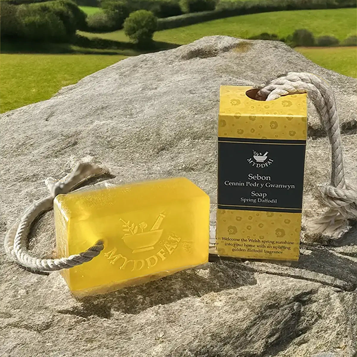 Cannwyll - Myddfai - Spring Daffodil / Cennin Pedr y Gwanwyn