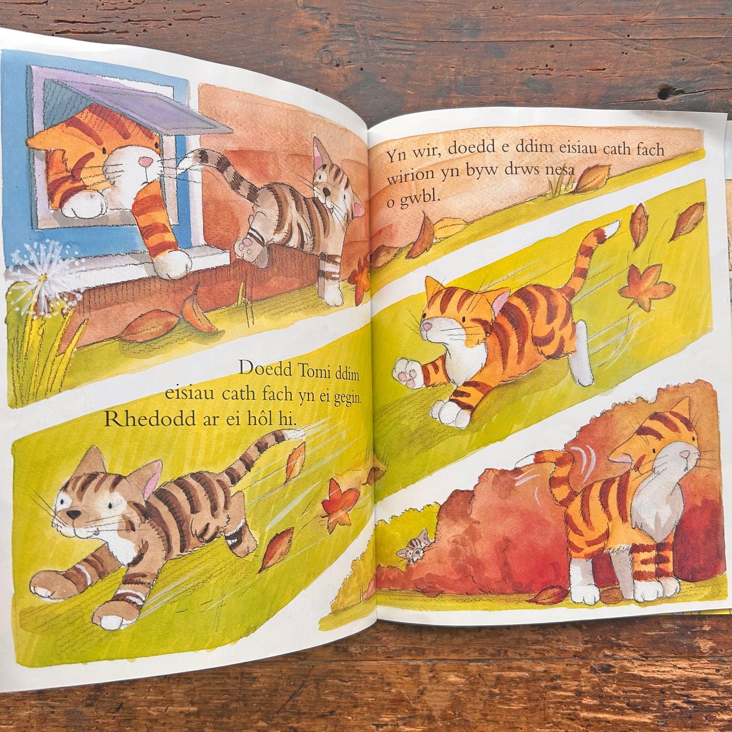 Tomi a'r Ffrind Newydd - Sally Chambers (Preloved)