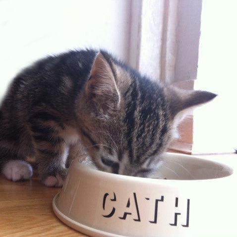 Pet Bowl - Welsh - Cat / Dog - Cath / Ci - Enamel