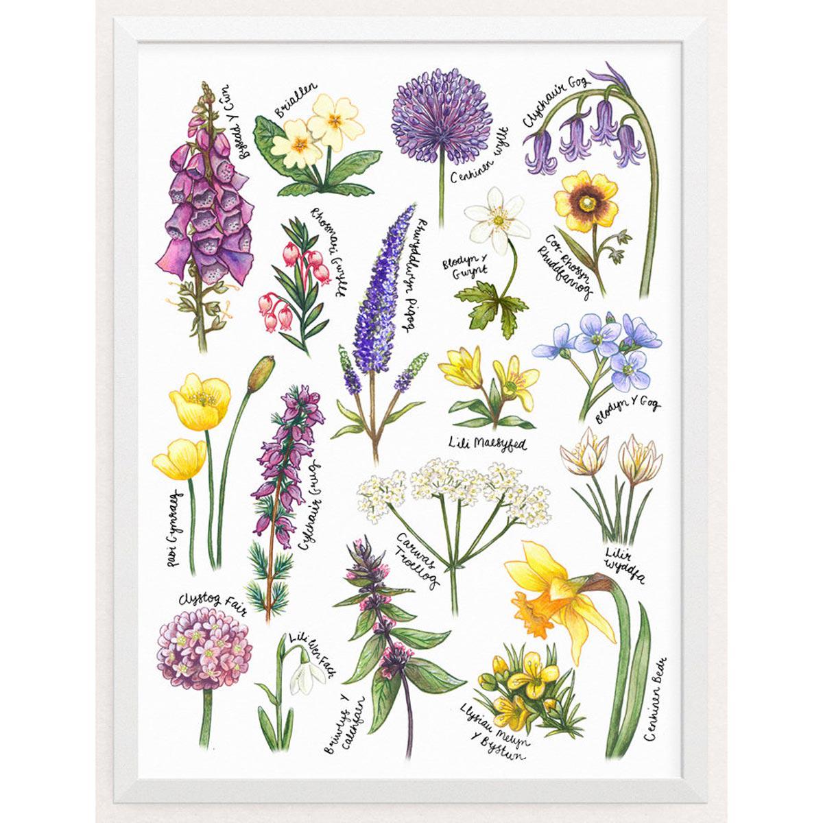 Print - British Wildflowers Botanical Study - Welsh
