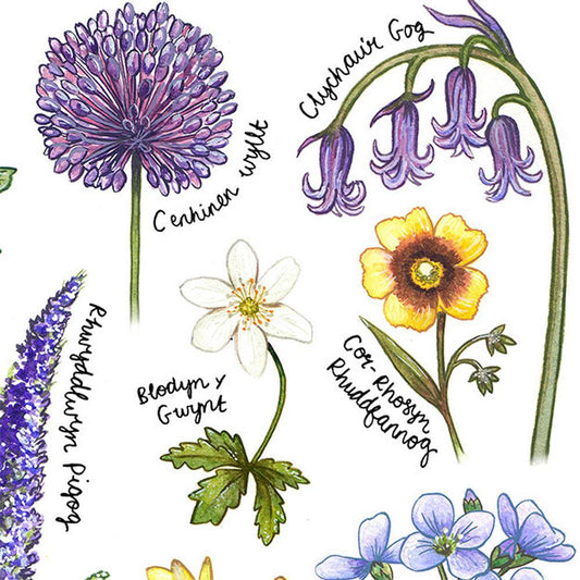Print - British Wildflowers Botanical Study - Welsh