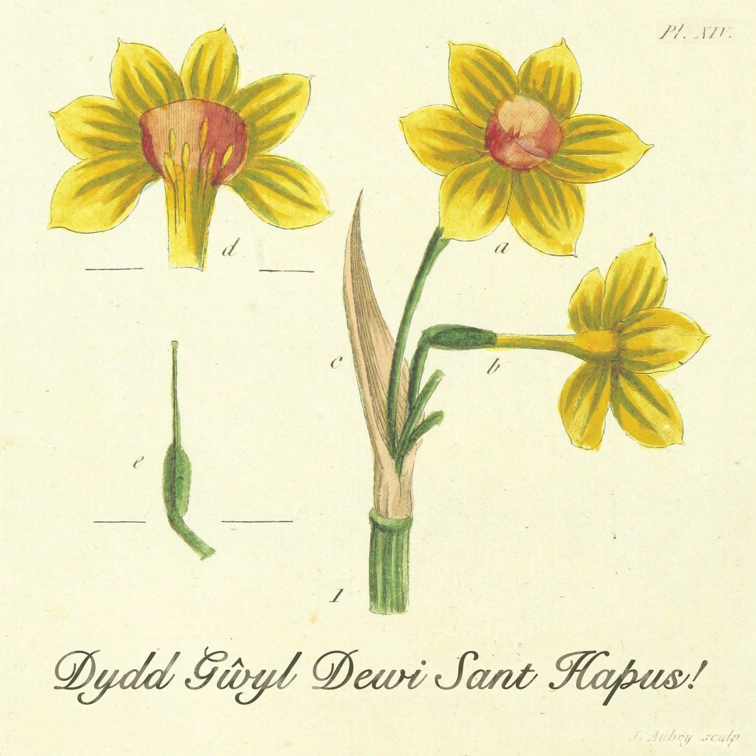Card - Daffodil Study - Dydd Gŵyl Dewi Sant Hapus!