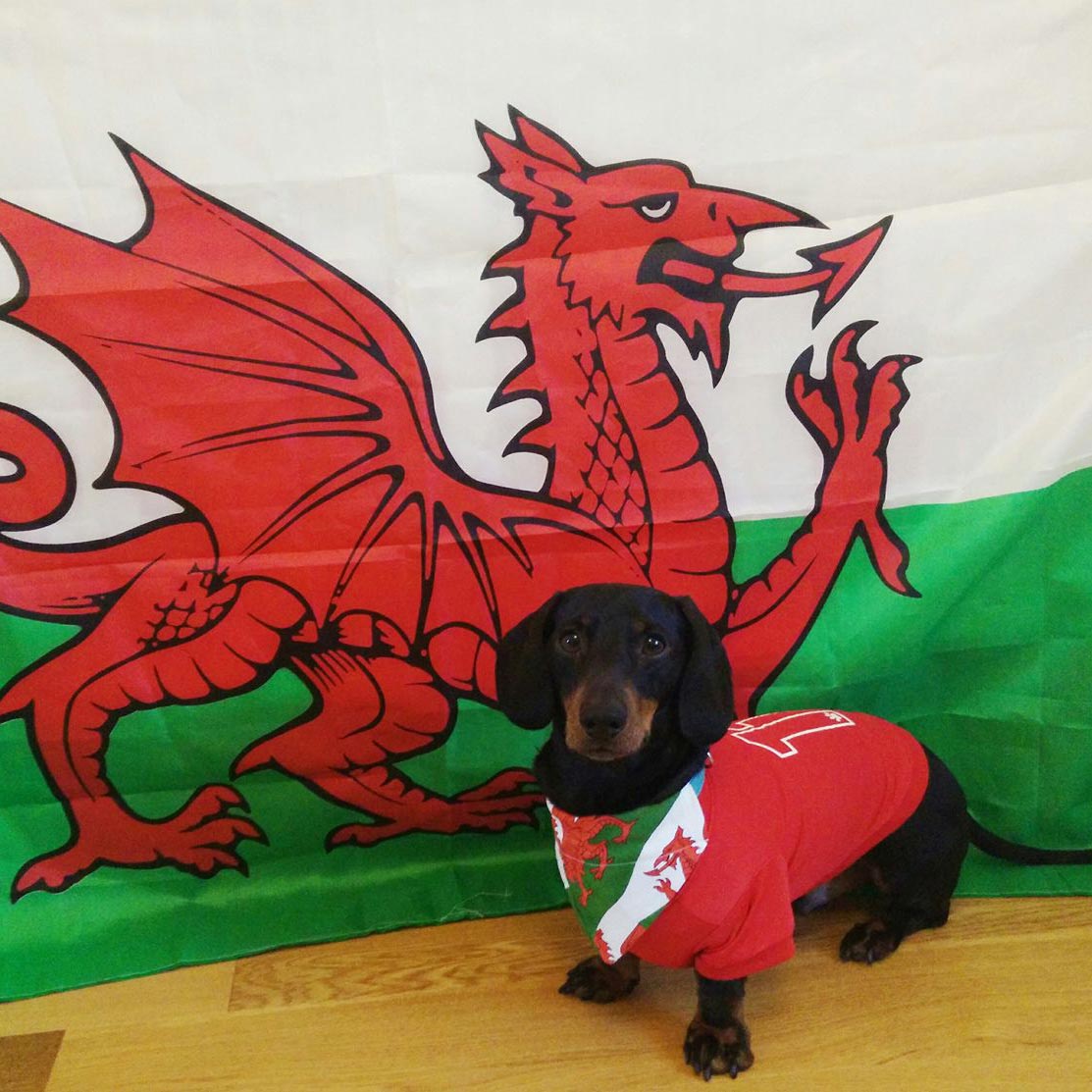 Pet Bandana - Welsh Dragon Flag - Dog