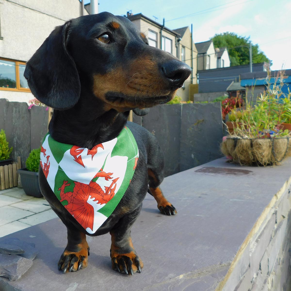 Pet Bandana - Welsh Dragon Flag - Dog