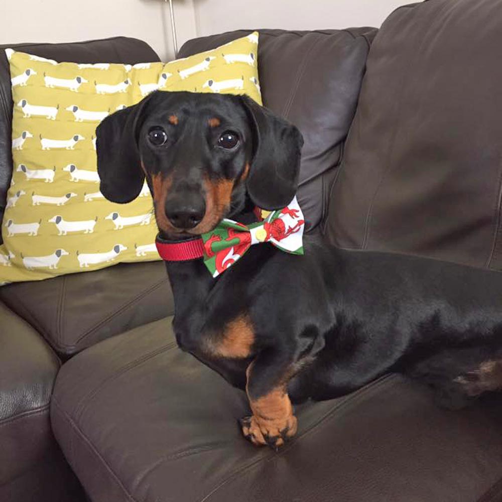 Pet Bow Tie - Welsh Dragon Flag - Dog