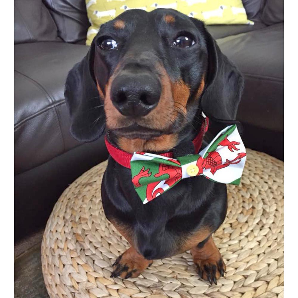 Pet Bow Tie - Welsh Dragon Flag - Dog