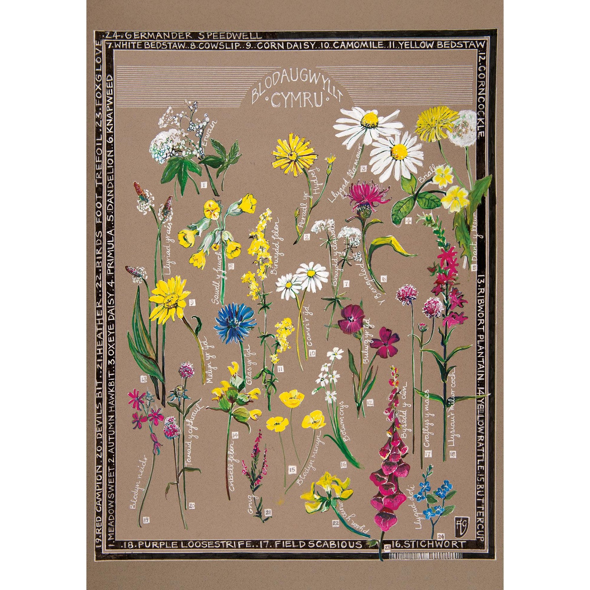 Print - Wild Flowers of Wales - Blodau Gwyllt Cymru - A3