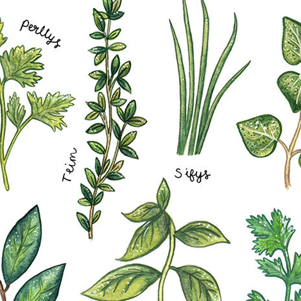 Print - Culinary Herbs - Welsh